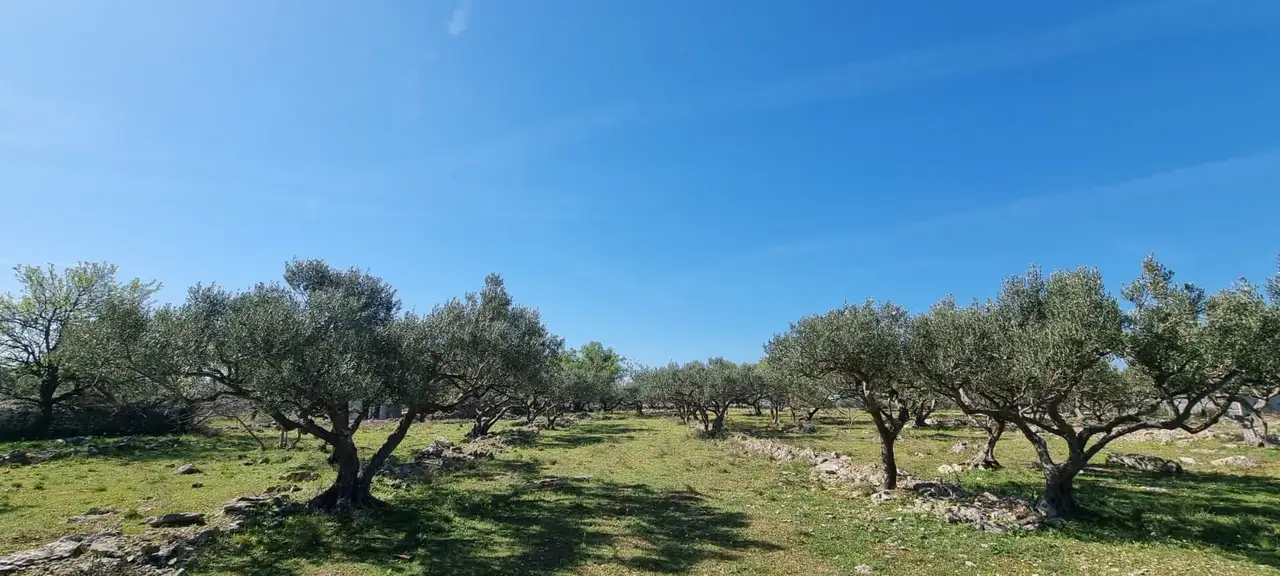 Brač, Milna - Poljoprivredno zemljište turističke namjene
